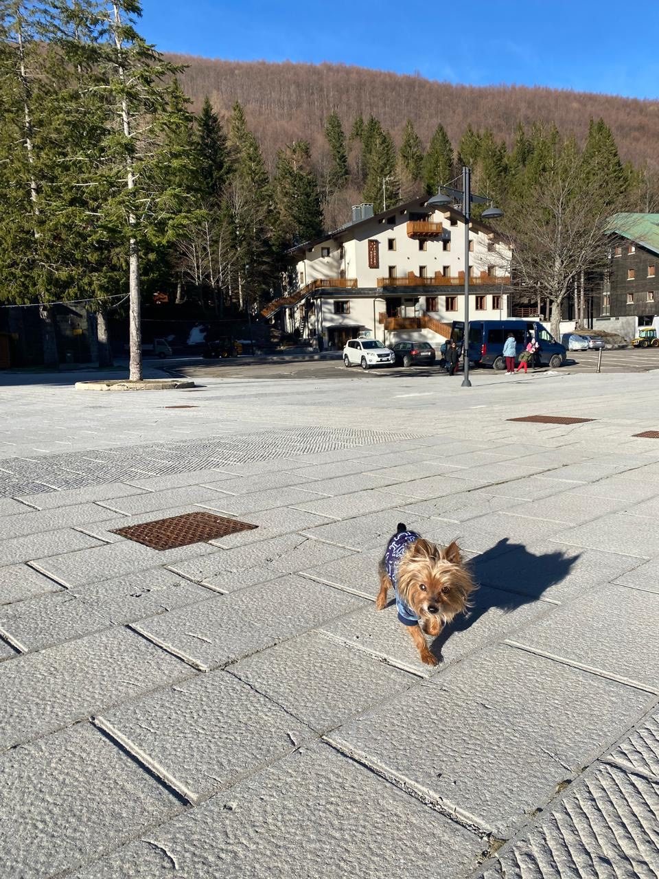 Un cane ritratto nel memoriale dimostrativo